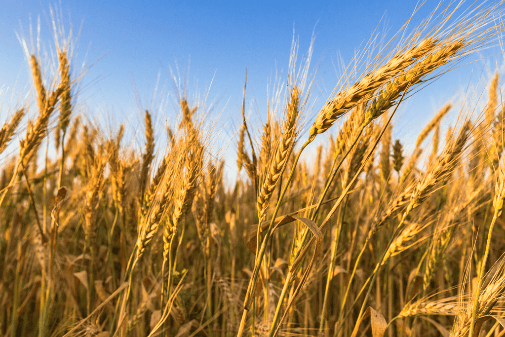 Image of wheat blowing in the breeze for a blog post covering significant historical events.