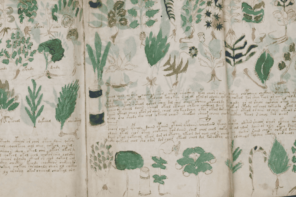 Image of one of the great mysteries of history, the Voynich Codex
