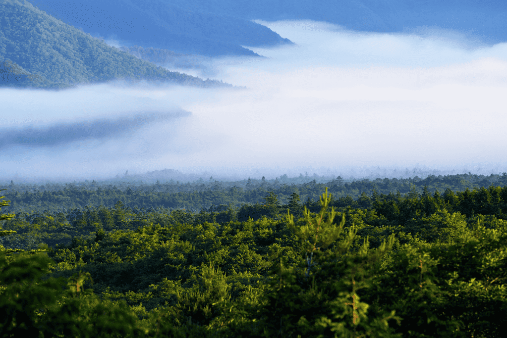 Image of one of the most popular historical haunts in Asia, Aokigahara Forest in Japan