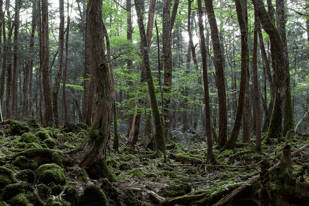 Image of the Aokigahara Forest in Japan, often considered one of the world's most haunted places