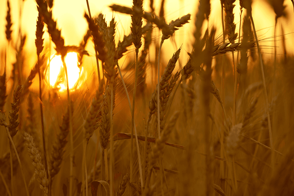 Image of a field of ripe wheat illuminated by the soft glow of the setting sun, representing the time of harvest that precedes the ancient Celtic festival of Samhain, an important milestone in the Halloween history timeline.