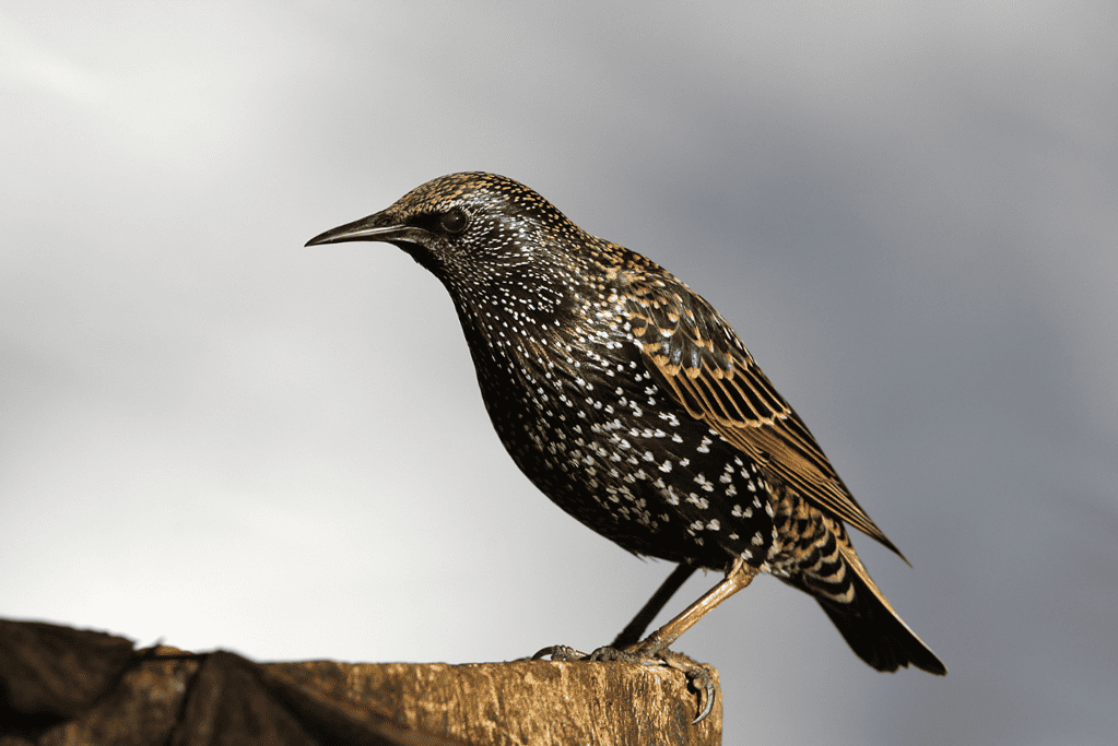 Image of a perched starling for a blog post covering interesting facts about William Shakespeare.