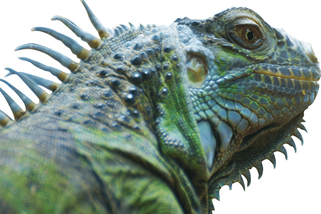 Image of an iguana for a blog post discussing famous conspiracy theories.