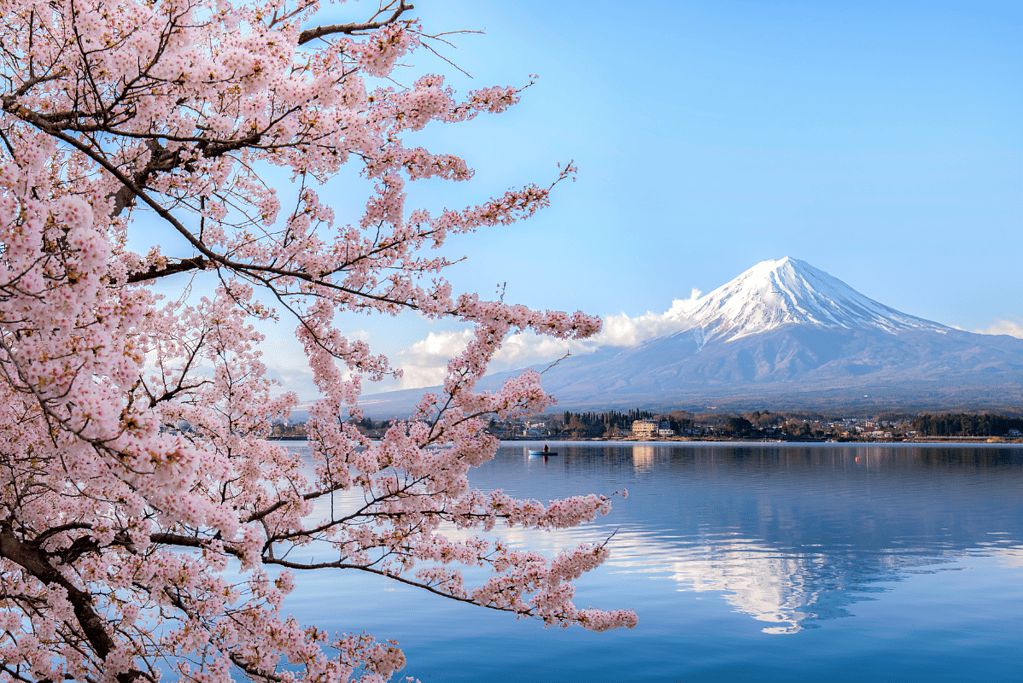 Image of Mount Fuji with cherry blossoms in the foreground.