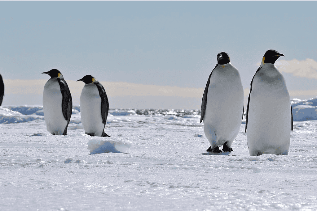 Image of emperor penguins on a sunny Antarctica day.