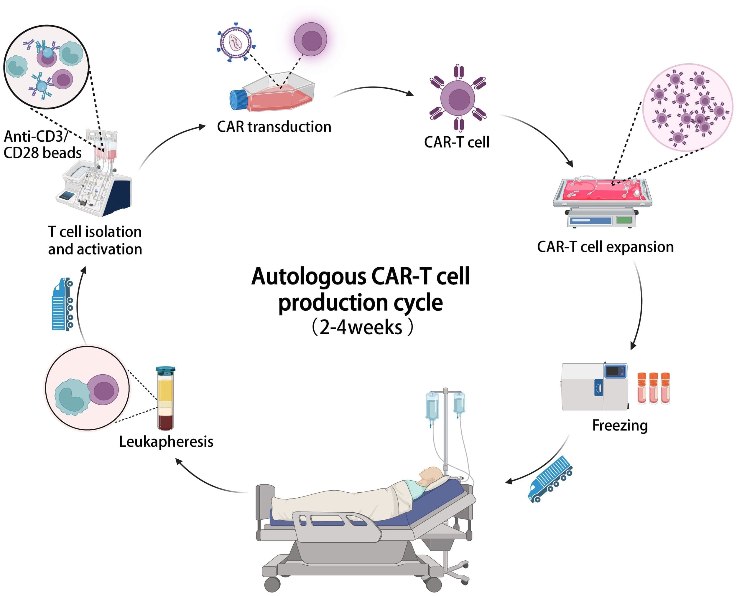 Image of a diagram showing the CAR-T cell therapy production cycle, from blood draw to patient infusion