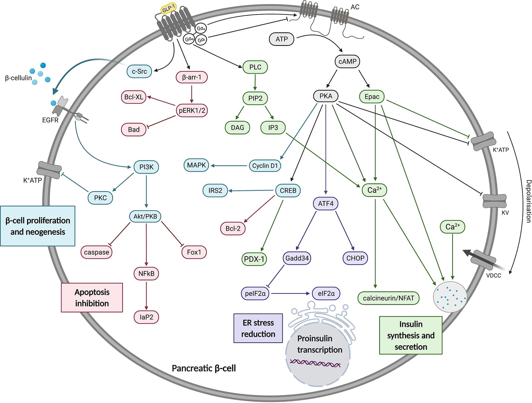 Image of a diagram showing how GLP-1 receptor activation triggers insulin production inside a pancreatic cell